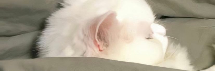 chanadigo's profile banner image