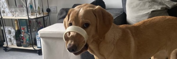 daviscaitlin_'s profile banner image