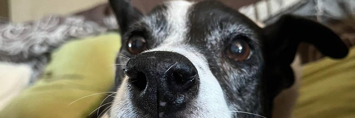 vickyyyen3's profile banner image