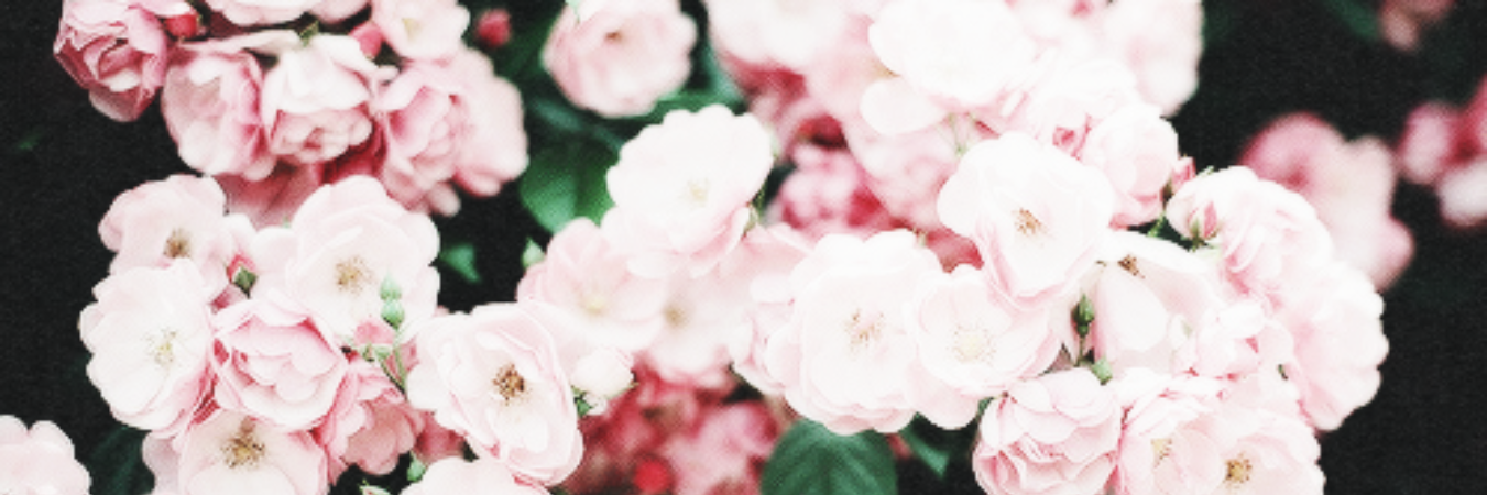 bryonyphelps's profile banner image