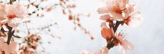 clarapandoo's profile banner image