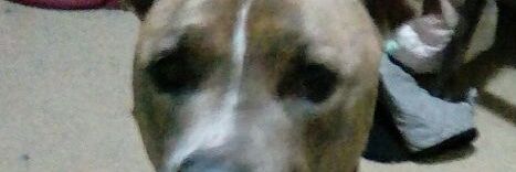 kourtney banner
