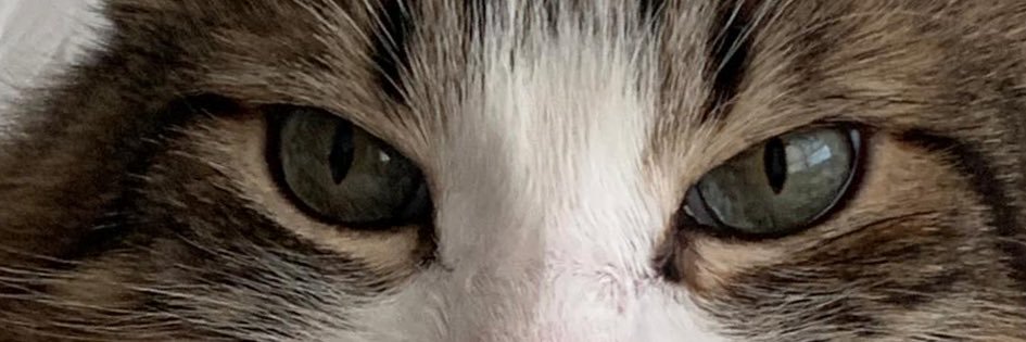Monica Forero P banner