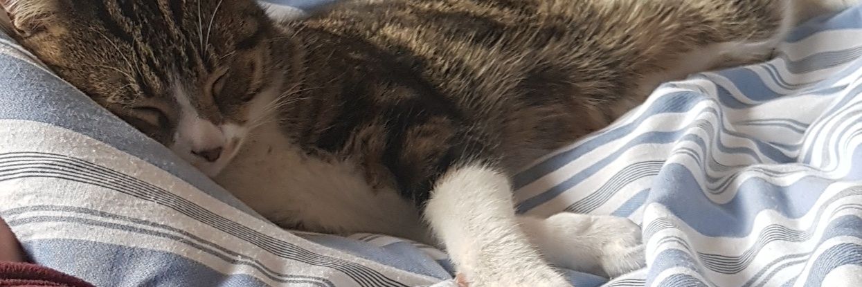 lewbondd's profile banner image