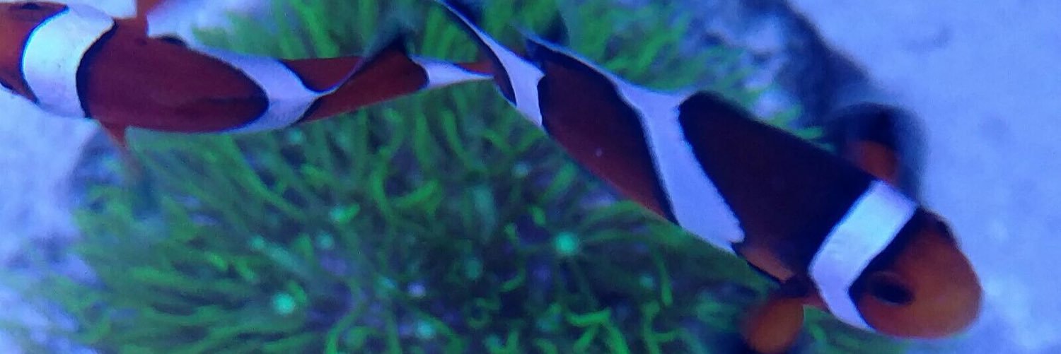 etnerreefers's profile banner image