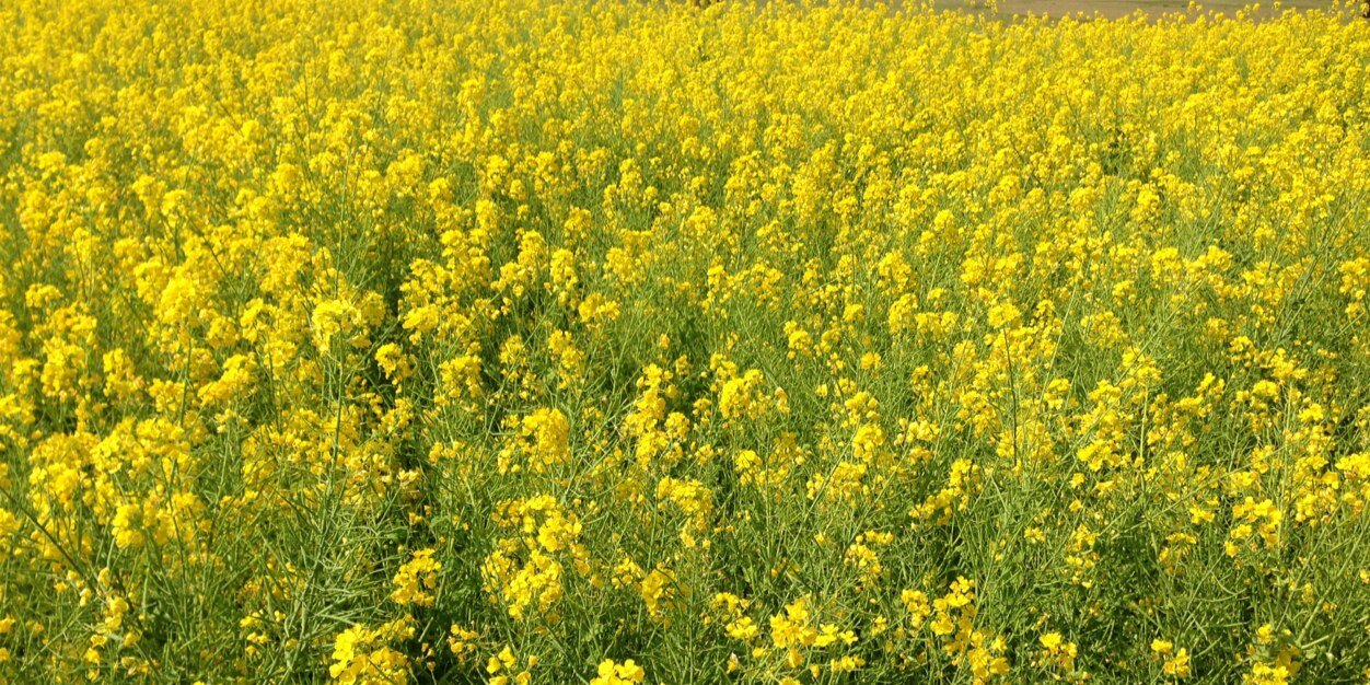 Senow Karimi 🇮🇷 banner