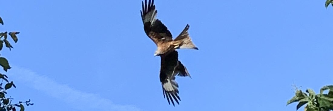 Elizabeth Oliver banner