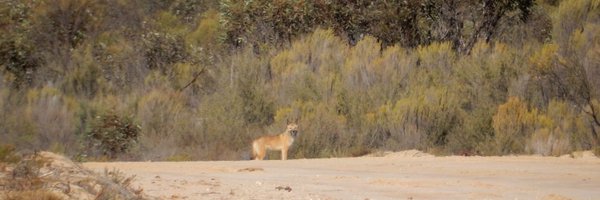 dogsanddevils Profile Banner