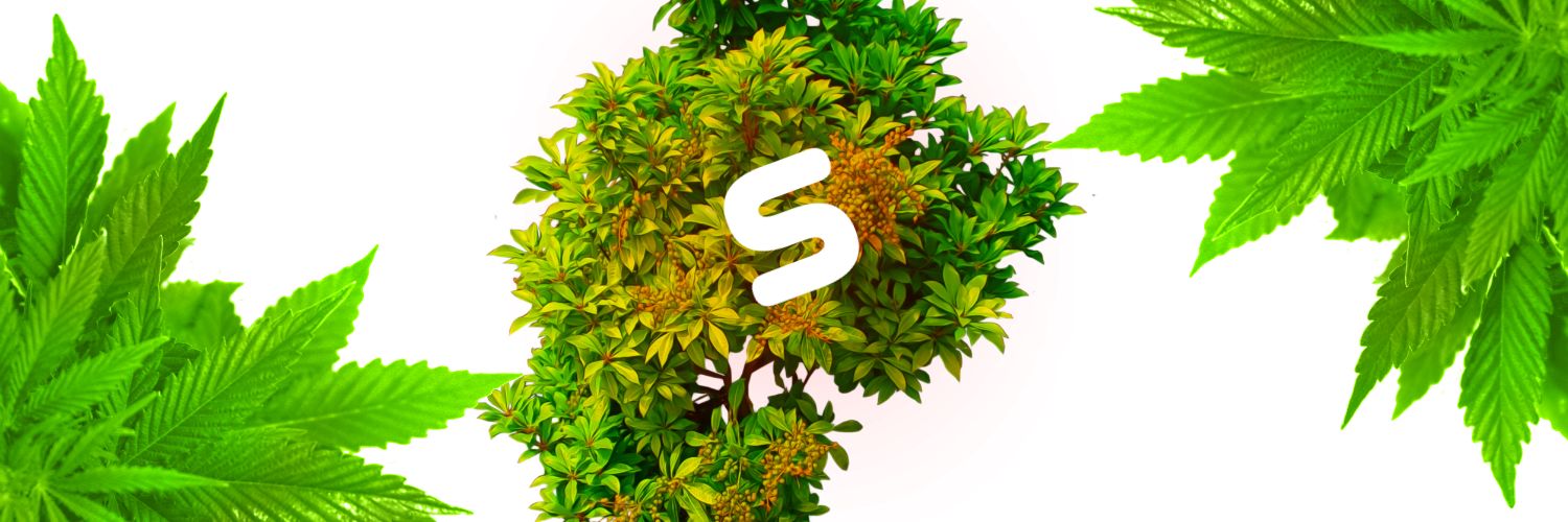 oSabi_'s profile banner image