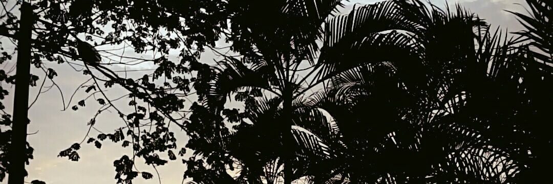 lauracarolinash's profile banner image