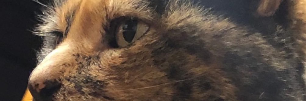 bielaboja's profile banner image