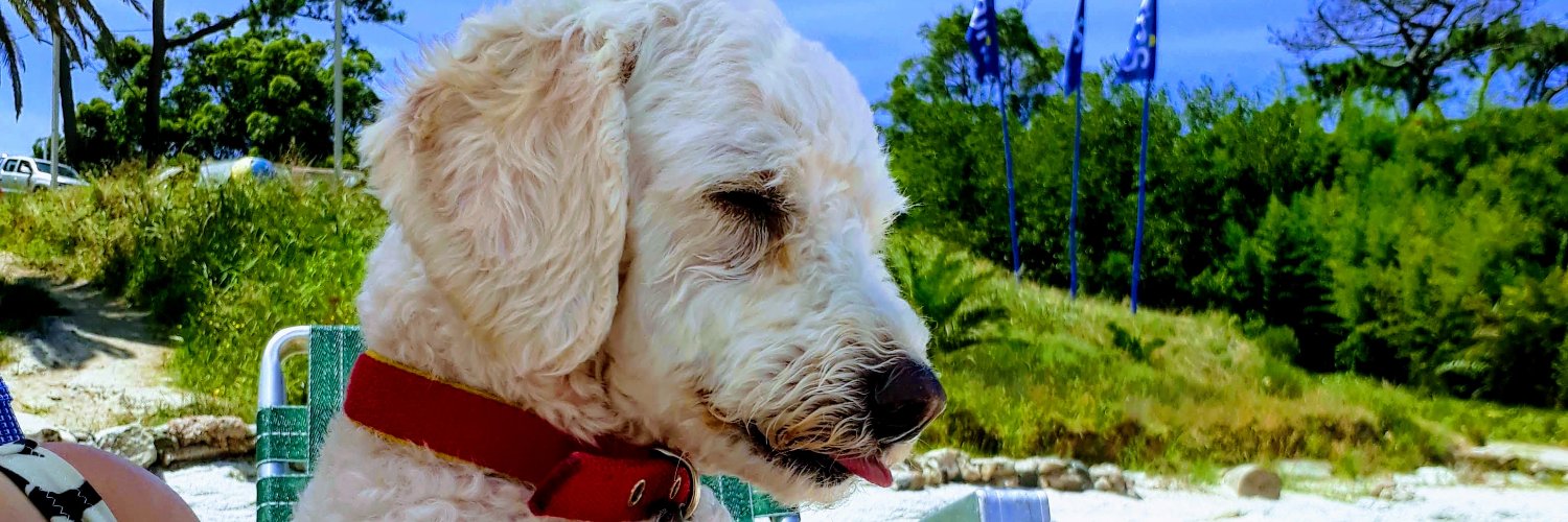 beluu_jonas's profile banner image