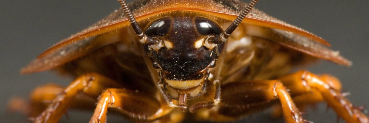 CreepyCockroach's profile banner image