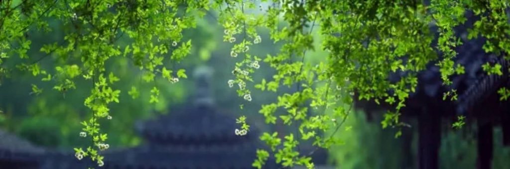 yao_er's profile banner image