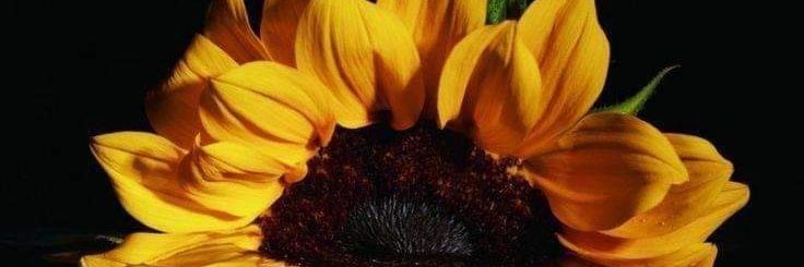 meg_runge's profile banner image