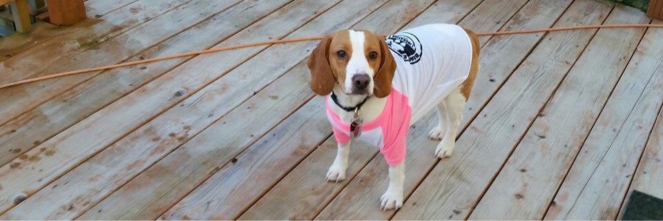 BfpSunny's profile banner image