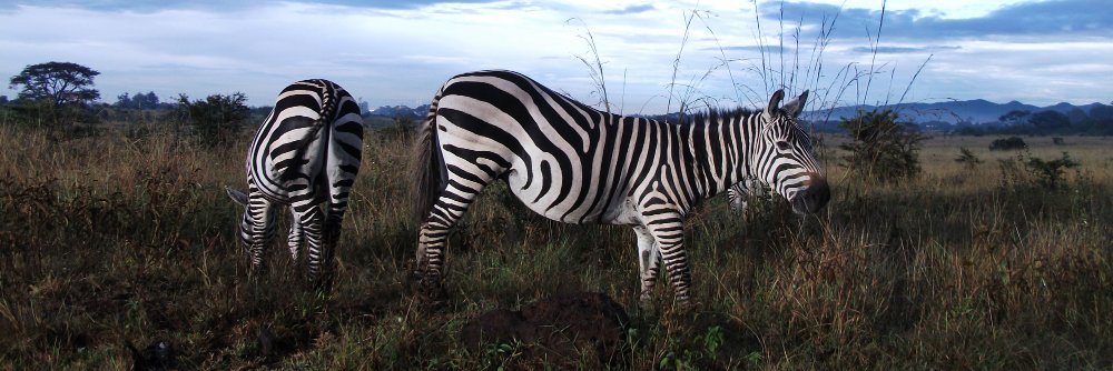 Kwitu Safari Homestay banner