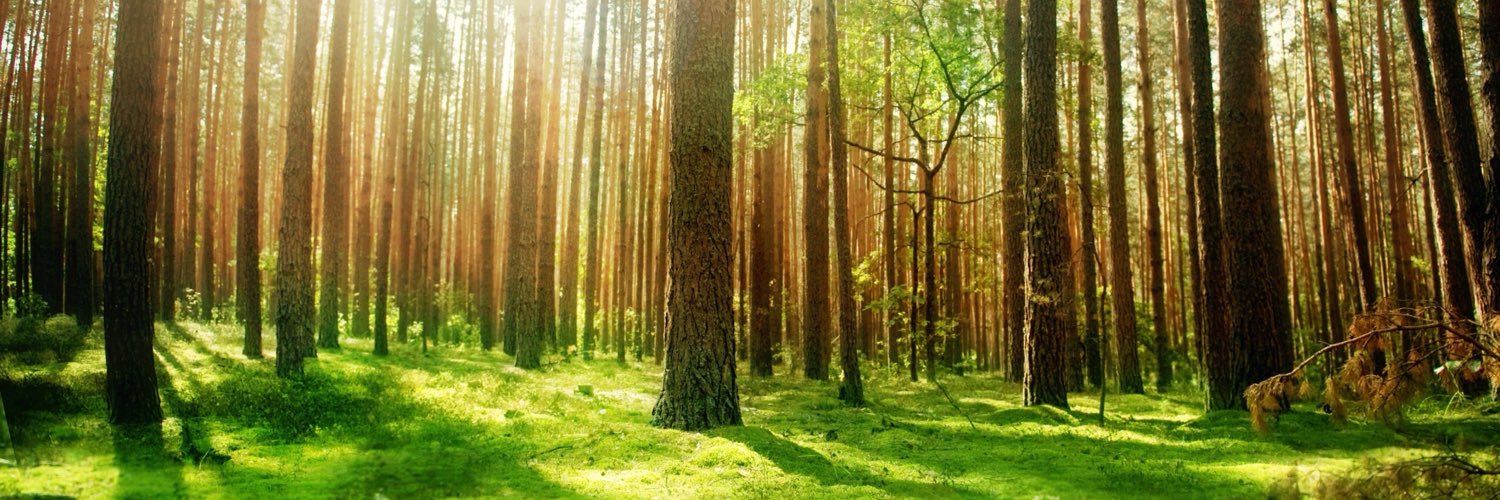 emily_trimble's profile banner image