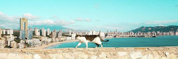 albamercader's profile banner image