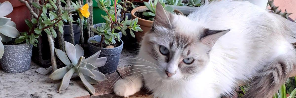 michellyvaldes's profile banner image