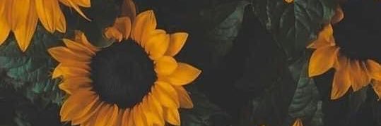 allystcroix's profile banner image