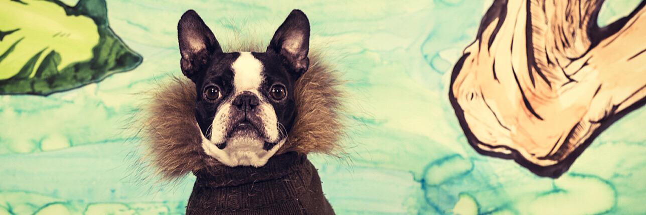 Lucilleboston's profile banner image