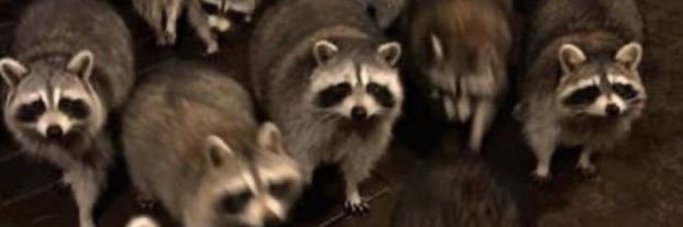 liltrutta's profile banner image