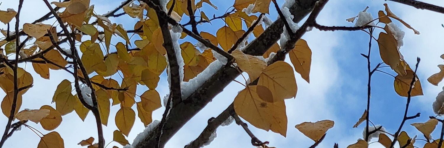 stevenipps's profile banner image