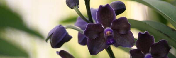 FishkinSykes Profile Banner