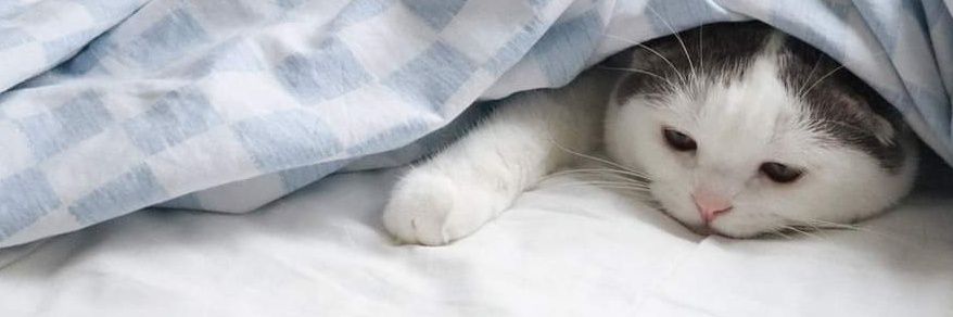 ιмиτρсρ 🐱 banner