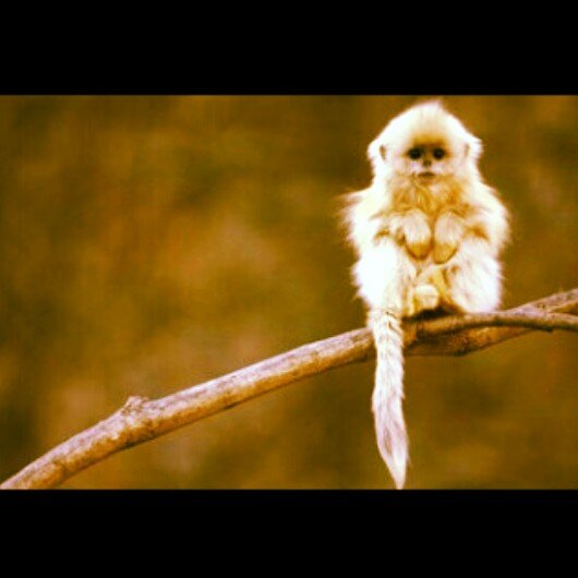 örtmen hanım banner