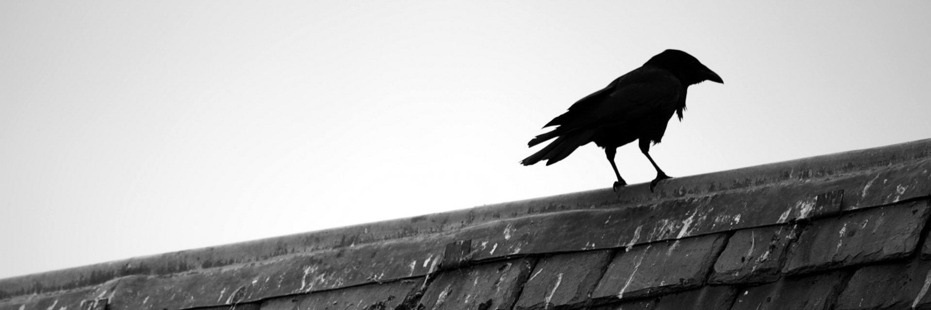 libcom_raven's profile banner image