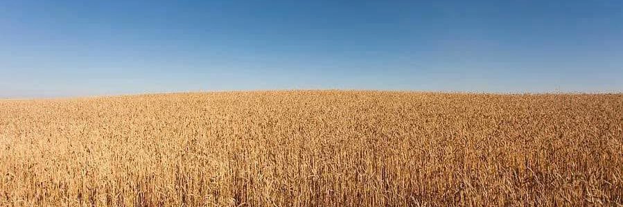 Michael Everson 🧙🏻‍♂️📚 banner