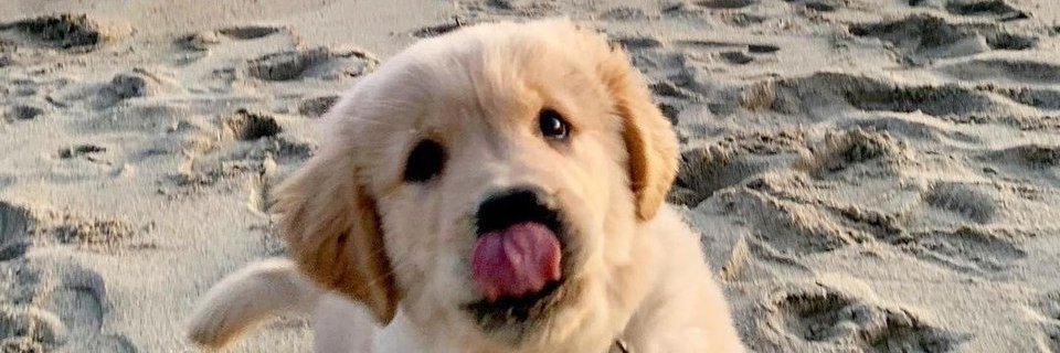 Miss_Elefant's profile banner image