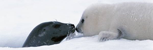 アザラシMINMI🦭 banner