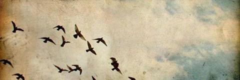 ZynpDurak's profile banner image
