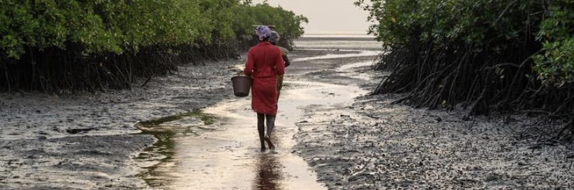 Peter Bouckaert banner