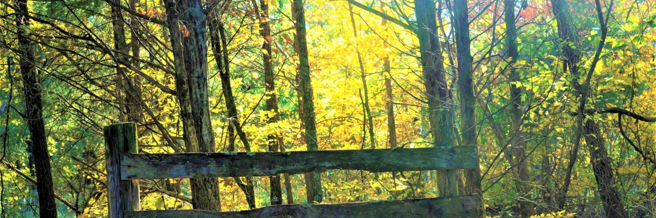 Deb Babbitt Watson banner
