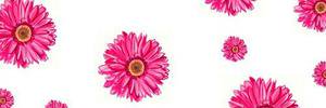 SaharaCruz1's profile banner image