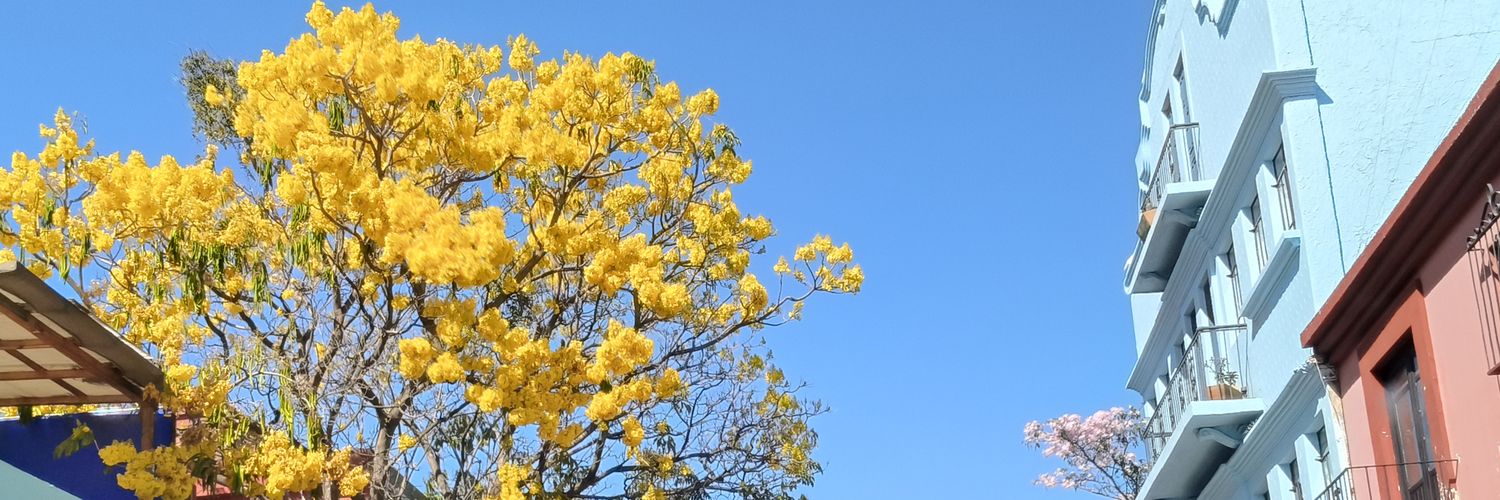 AlexaArambula's profile banner image
