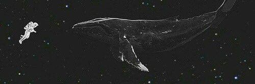 Whalien 52 banner