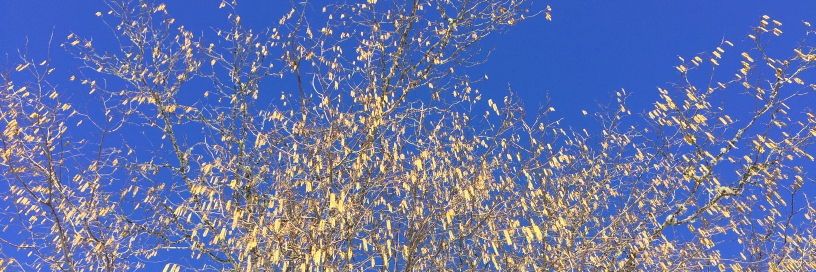 Moïna Fauchier-Delavigne banner