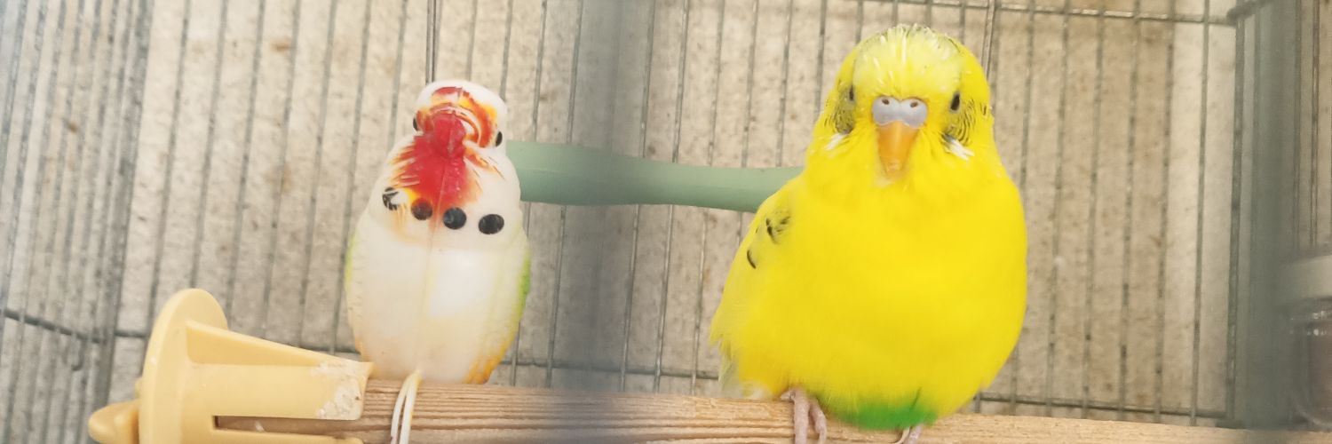 べーさん banner
