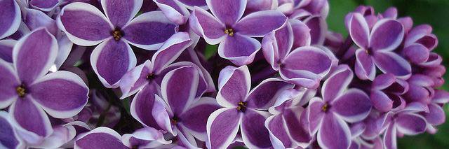 Lilac_Lotion's profile banner image