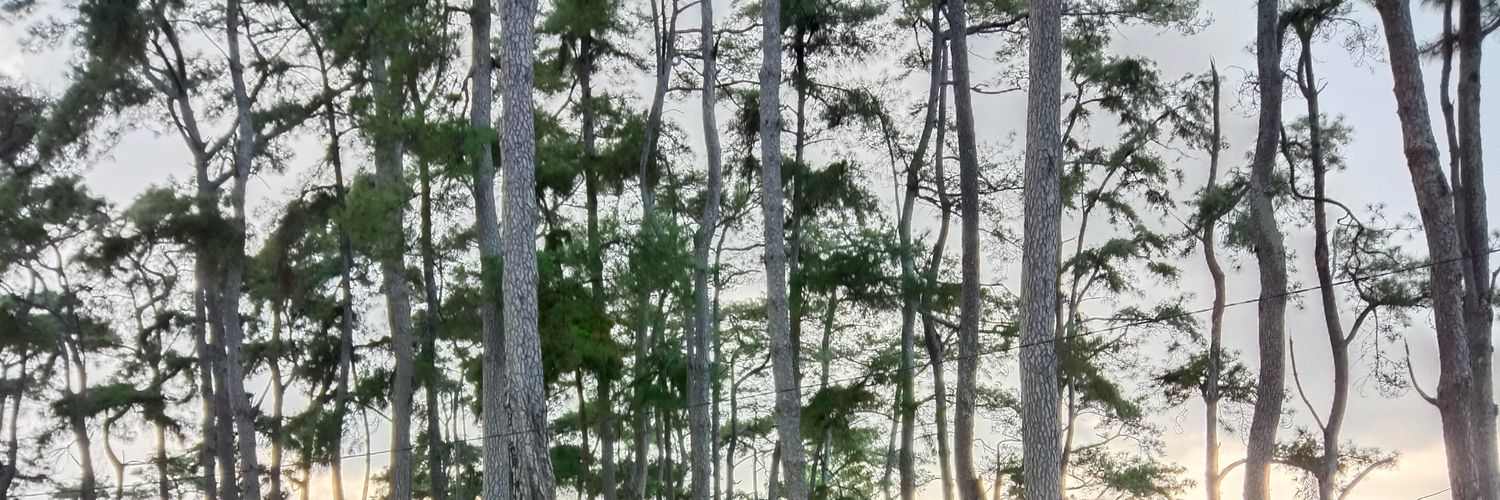 nensky_'s profile banner image