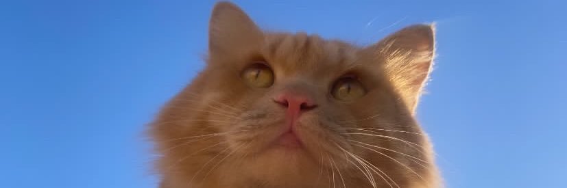 SebaGelbana's profile banner image