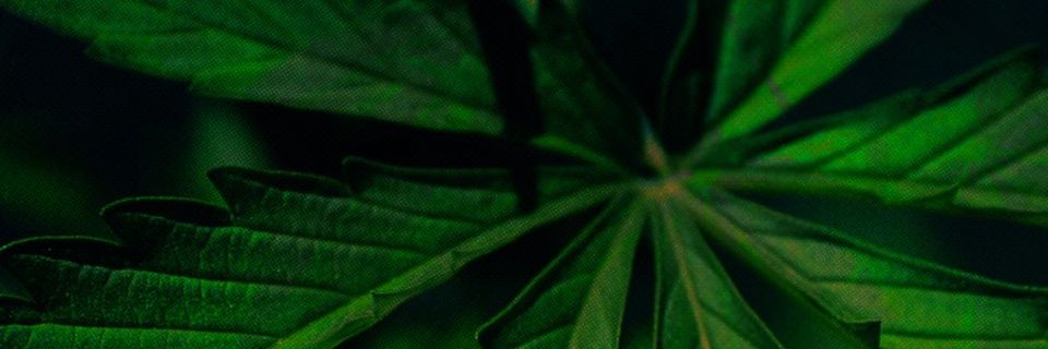 ReverdeSer Colectivo banner