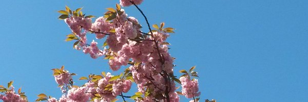 DrHelenPsych Profile Banner