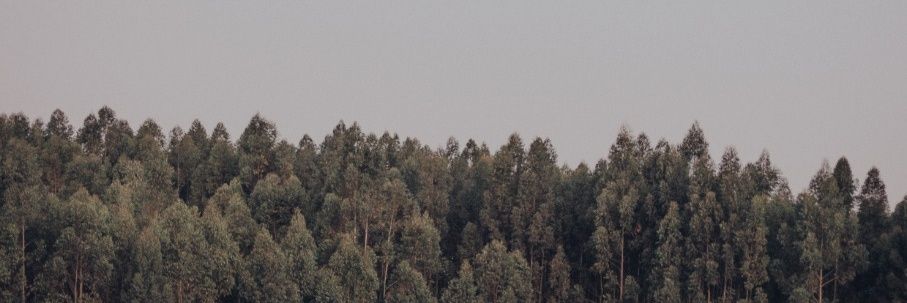 otaviovns_'s profile banner image