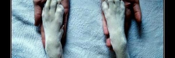 Verofilu Profile Banner